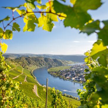 RLP-Winzer brauchen dringend Unterstützung