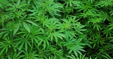 Geplante Cannabis-Freigabe ist falsches Signal und falscher Weg
