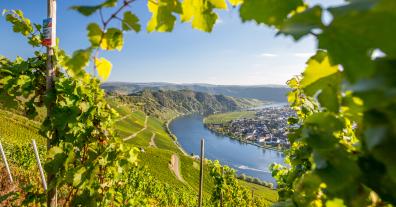 RLP-Winzer brauchen dringend Unterstützung