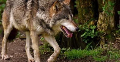 Verdacht auf Wolfsriss in Eifeler Stall